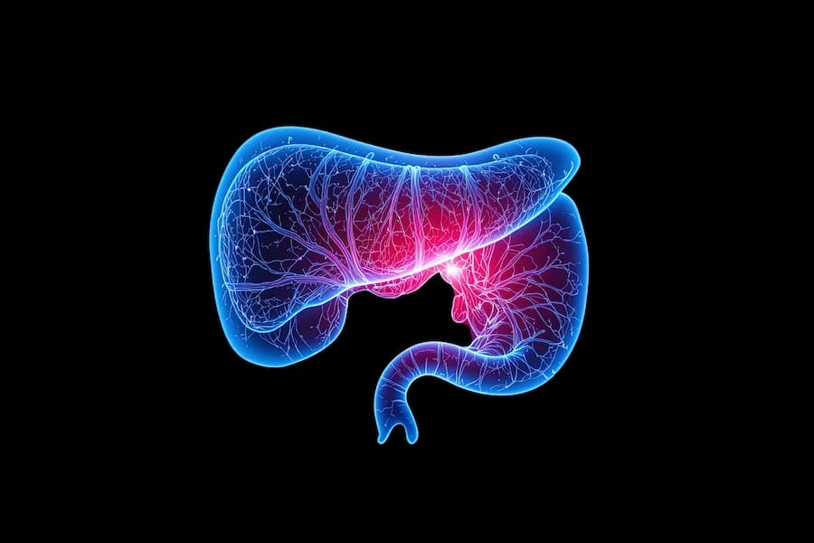 Human Liver and Stomach