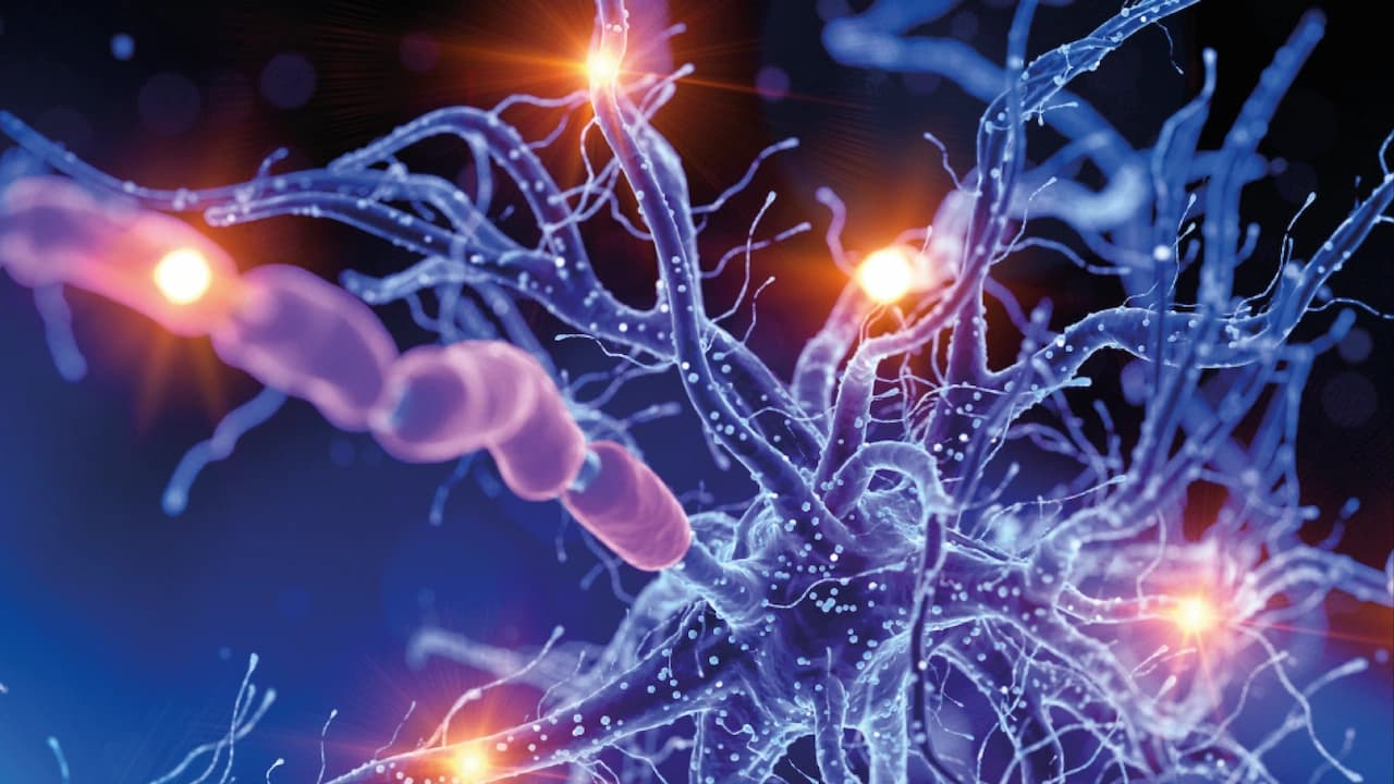 Active human nerve cell