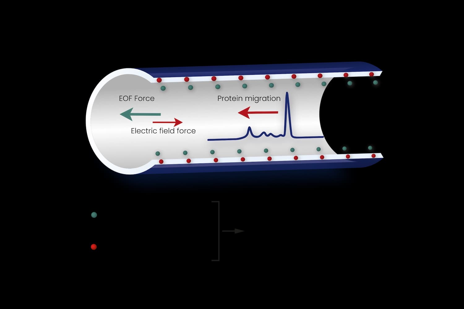 Explanation on the principle of Capillary Electrophoresis
