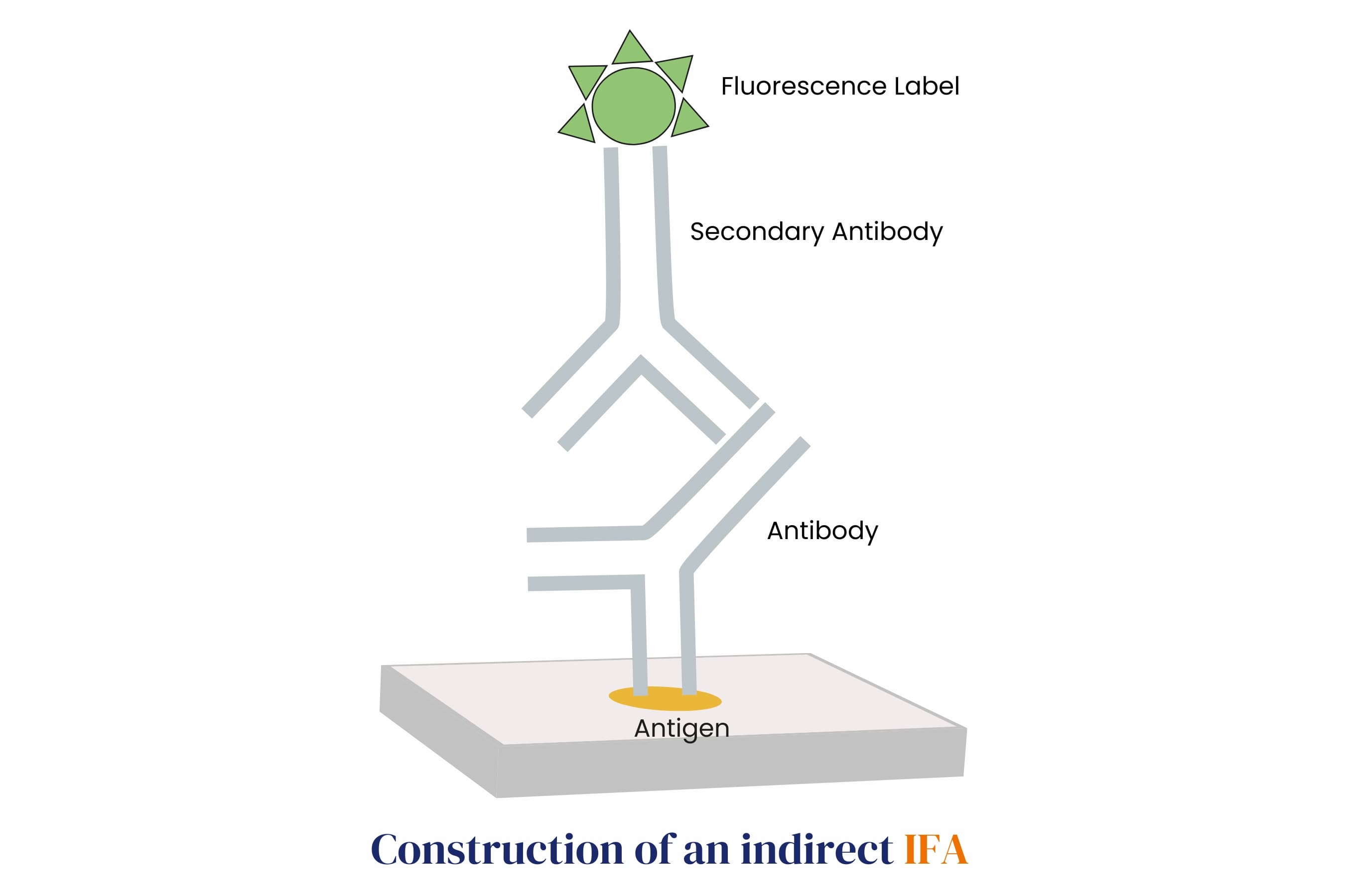 Construction of an indirect IFA with antibodies, antigen and Fluorescence Label